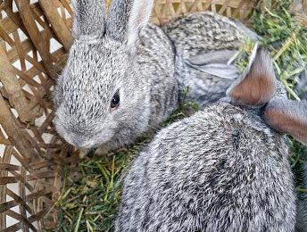 锐龙5 7500F国内发售 游戏性能超i5 13400